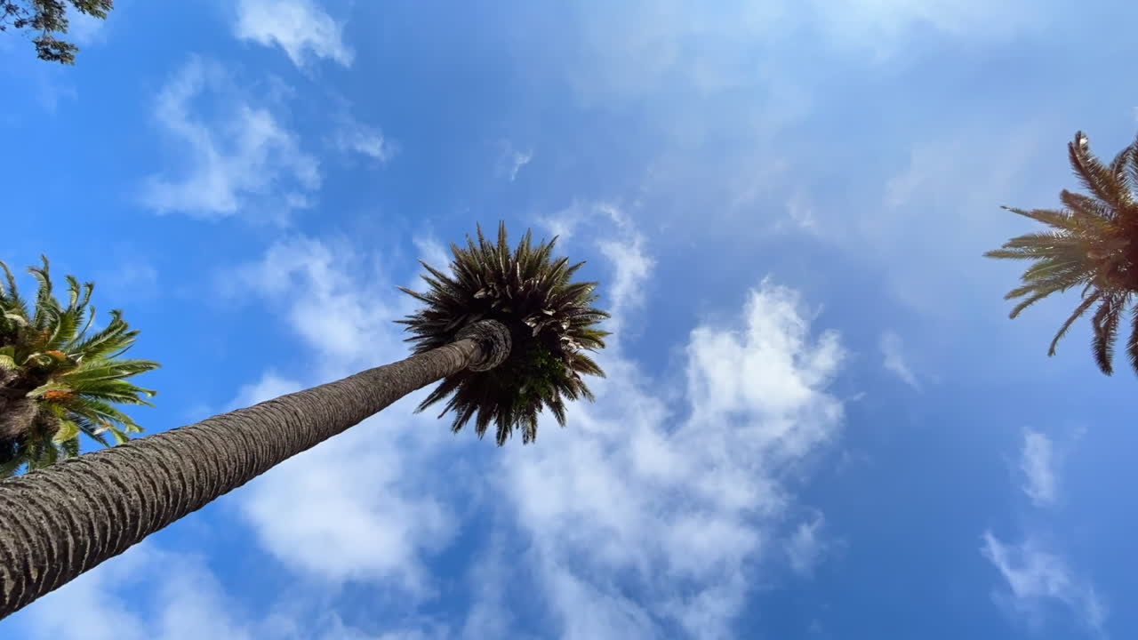 Timelapse of clouds on a blue sky day, tropical palm trees from a low angle