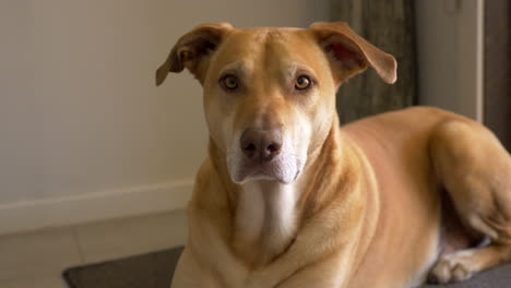 cute head tilt of mastiff greyhound cross domestic dog, real time