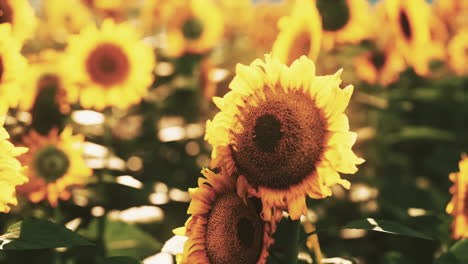 beautiful sunflowers in a field