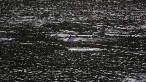 bottlenose dolphins swimming in fiordland, new zealand