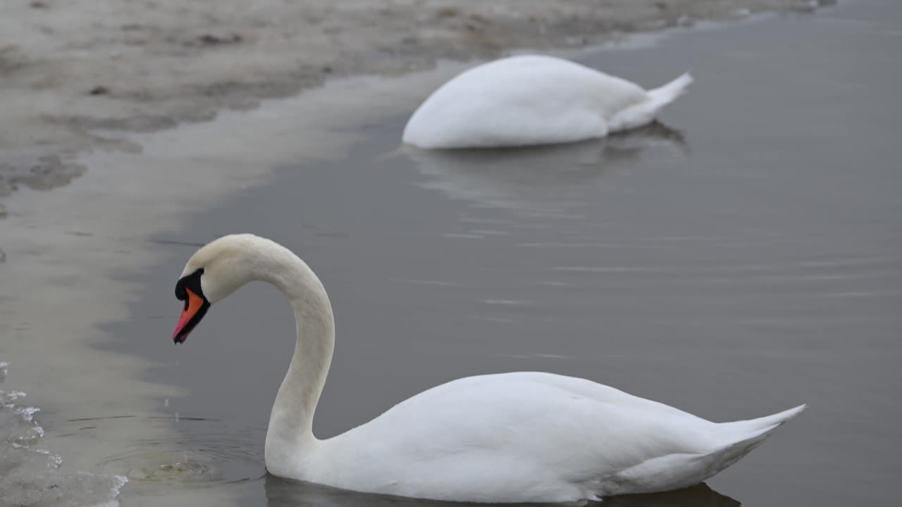 Two Mute Swans floating gracefully on icy water in Norway, searching for food, slow motion.