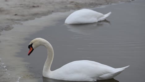 two mute swans floating gracefully on icy water in norway, searching for food, slow motion.