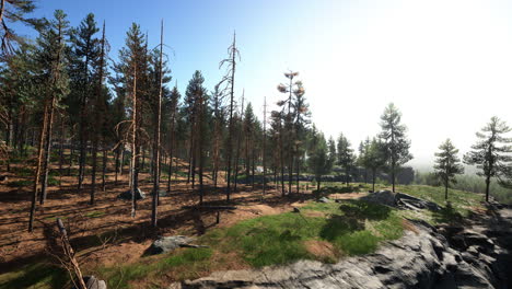 wild pine trees at dawn during sunrise in a beautiful alpine forest