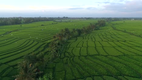 birds eye view of indonesian rice paddies