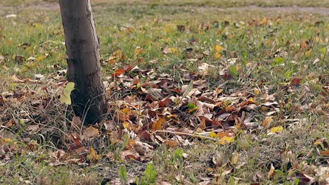 grass with fallen leaves around tree trunk sways in wind