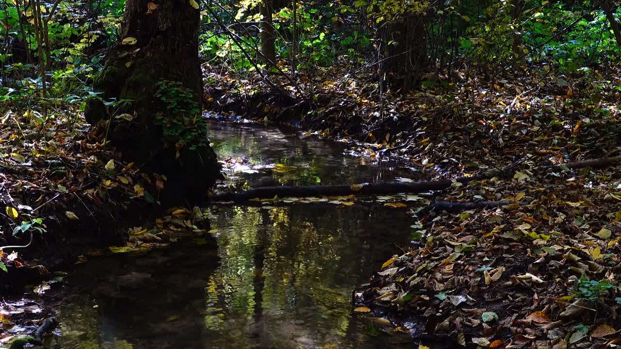 Aliran Sungai di Hutan. Hutan Musim Gugur