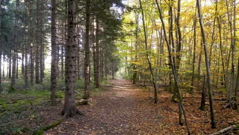 aerial drone vibrant beauty of autumn in a european mixed forest: sun rays peeking through branches, golden leaves fluttering on trees, serene woodland ambience, view of the changing season