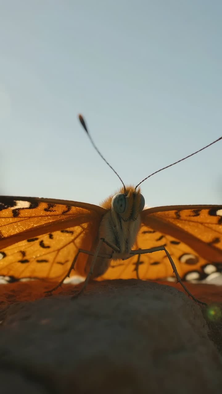 Vertical video: Sun backlighting butterfly perching on rock, shifting antennae and settling wings
