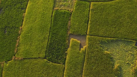 Rotating-above-mature-rice-paddy-fields-with-some-that-have-been-cultivated