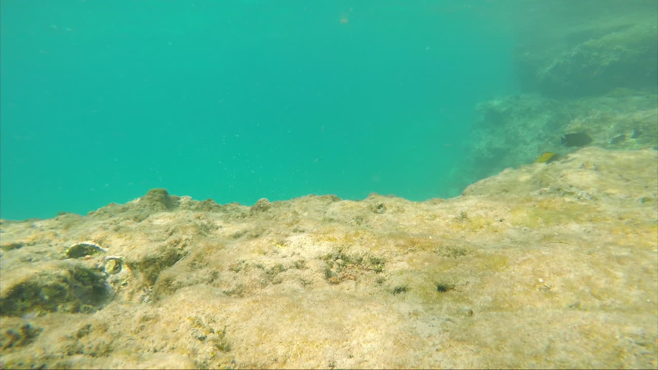 el teléfono inteligente se está ahogando en el agua del mar alrededor de los peces nadando libres de tecnología