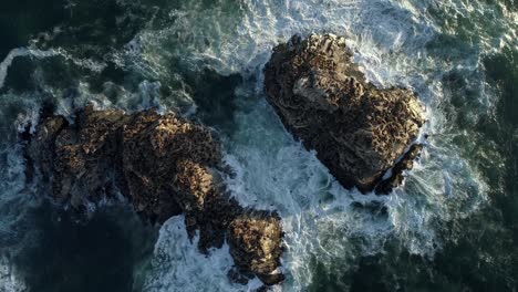 Breeding-Colony-Of-South-American-Sea-Lions-In-Towering-Cliffs-In-The-Pacific-Ocean,-South-Chile