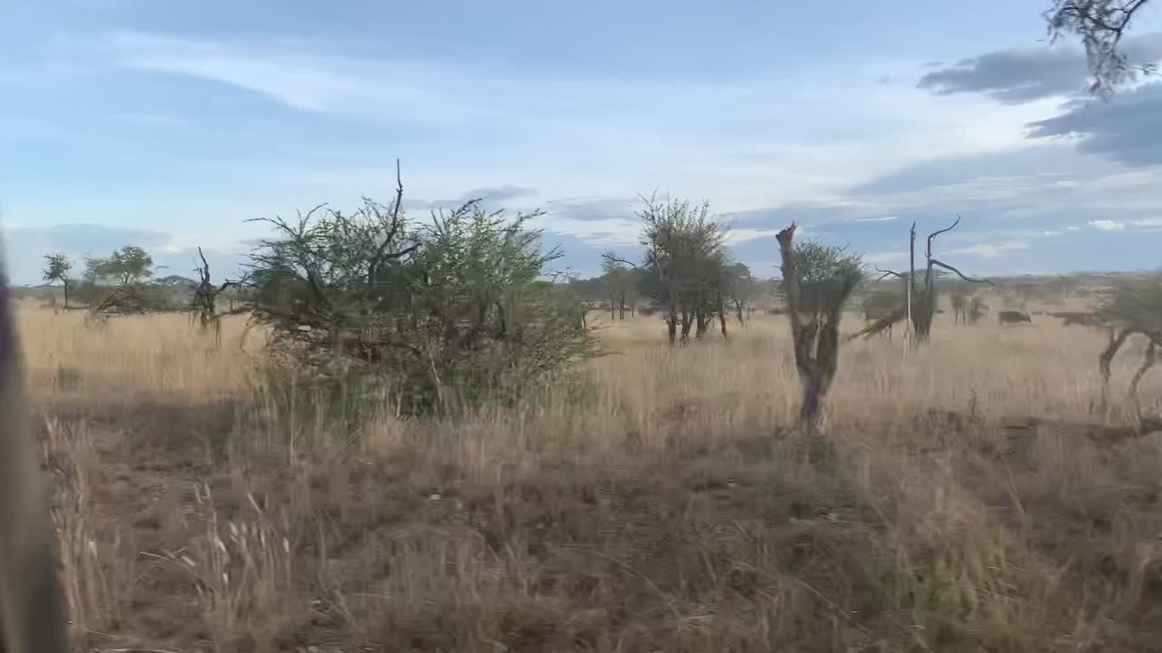 야생 버팔로 떼가 타랑기레 국립공원, 탄자니아, 아프리카를 산책합니다.