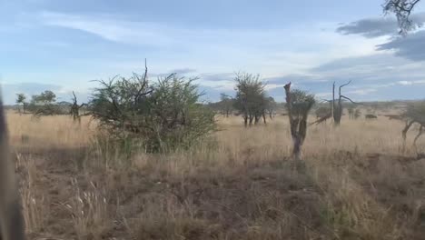 Wildlife-Buffalo-herd-walk-through-the-Tarangire-National-park,-Tanzania,-Africa