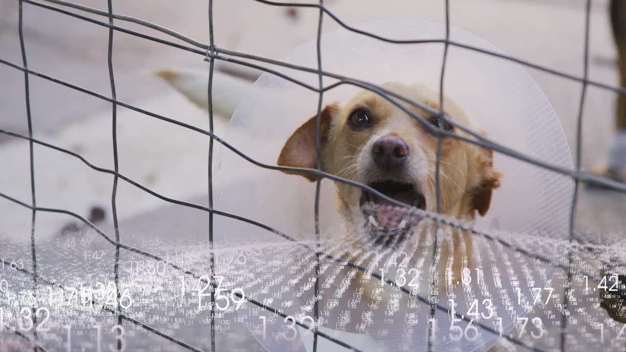 Floating numeric overlay driving collar wearing dog behind fence tilting head opening mouth barking