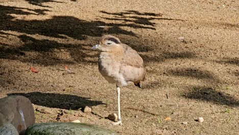 bush stone-curlew , a ground-dwelling native australian bird, standing