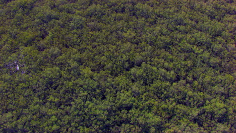 Aerial-drive-over-the-huge-mangroves-forest,-reflecting-sun-in-the-water