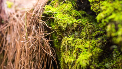 Pine-needles-and-moss-timelapse,-La-Palma-Island,-Canary-Islands