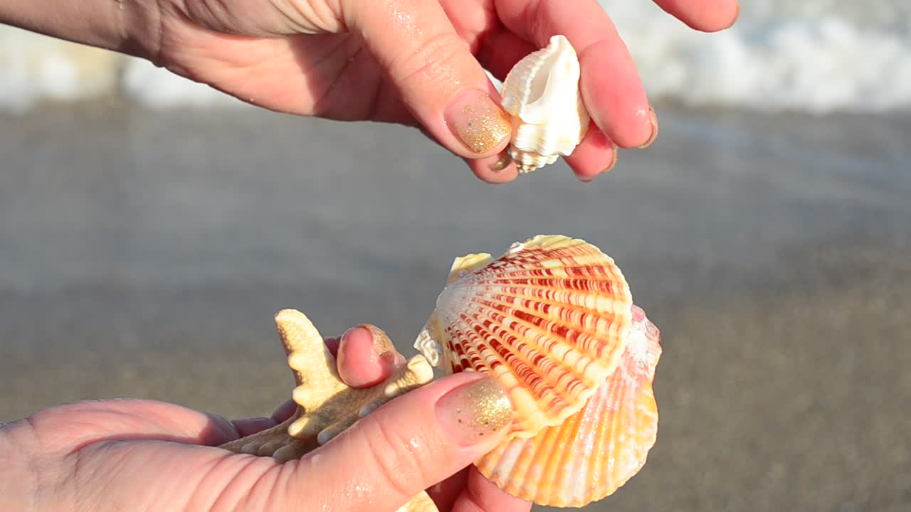 Sea cockleshell in a hand. Beach. Shooting on the beach