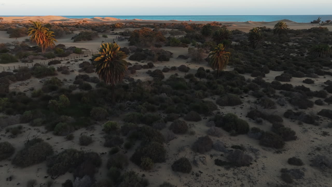 Aerial view traveling out to Canarian palm trees of the natural area of ​​the Maspalomas dunes and during the sunset
