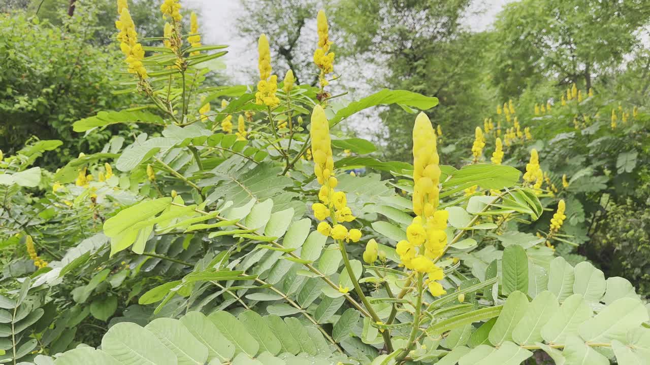 Senna alata plants with bright yellow flowers