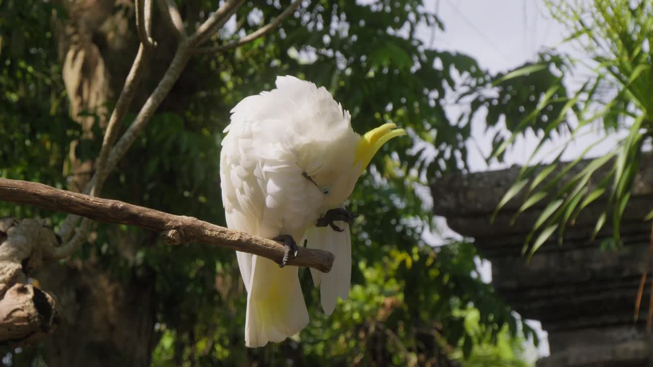 cacahuete blanco o cacahuete paraguas con cresta amarilla en la rama de un árbol