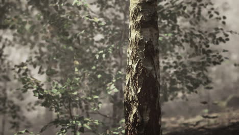 closeup of a birch tree trunk in a foggy forest
