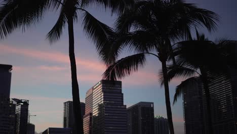 sunset behind miami palm trees