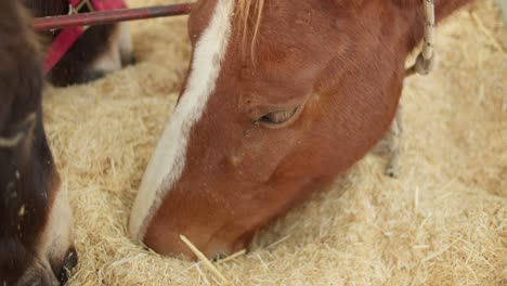 a portrait of a brown horse eating hay in a farm in cyprus, close up, slow motion