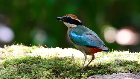 Uno-De-Los-Pittas-Más-Buscados-Y-Catalogado-Como-Una-Especie-Vulnerable