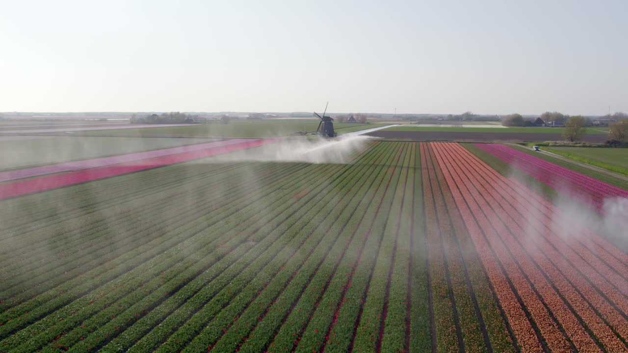 Campi di tulipani vivaci e mulini a vento con irrigatori, 't Zand, Olanda Settentrionale