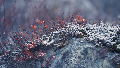 the fresh first snow covers the bushes and grass in the tundra