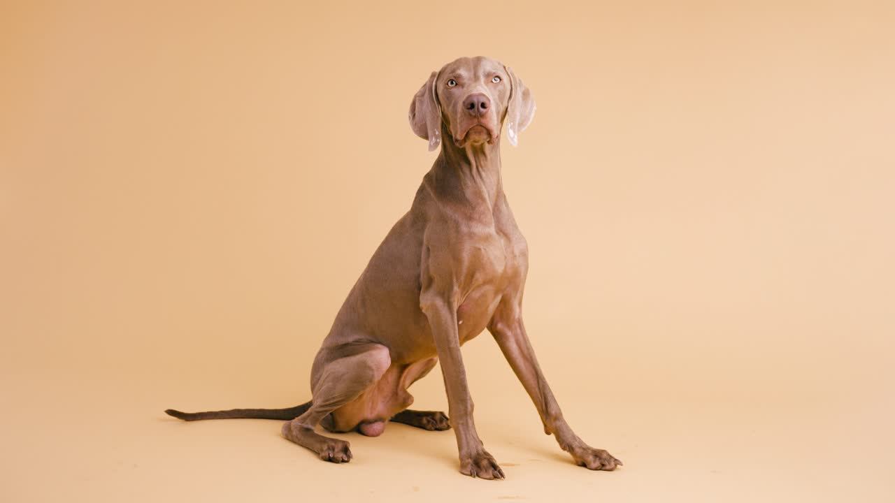 Weimaraner dog sitting on a light brown background