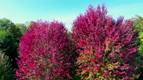 hojas rojas y rosas en dos árboles drone