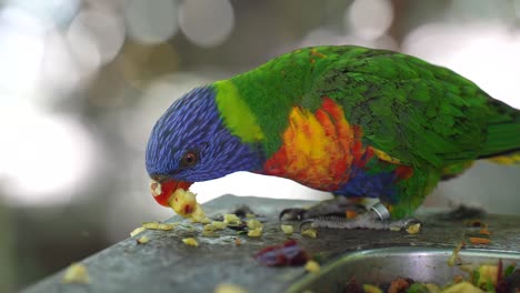 Perico-Arcoiris-Comiendo-Fruta---Cámara-Lenta