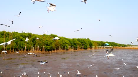 4k de gaviotas dando vueltas por encima del bosque de manglares en bang pu samut prakan, tailandia