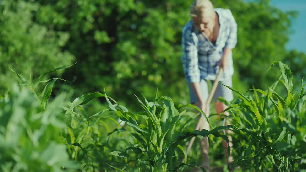 una mujer irreconocible deshierba un jardín con una variedad temprana de papas trabaja en la granja y el medio ambiente
