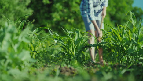 una mujer irreconocible deshierba un jardín con una variedad temprana de papas trabaja en la granja y el medio ambiente
