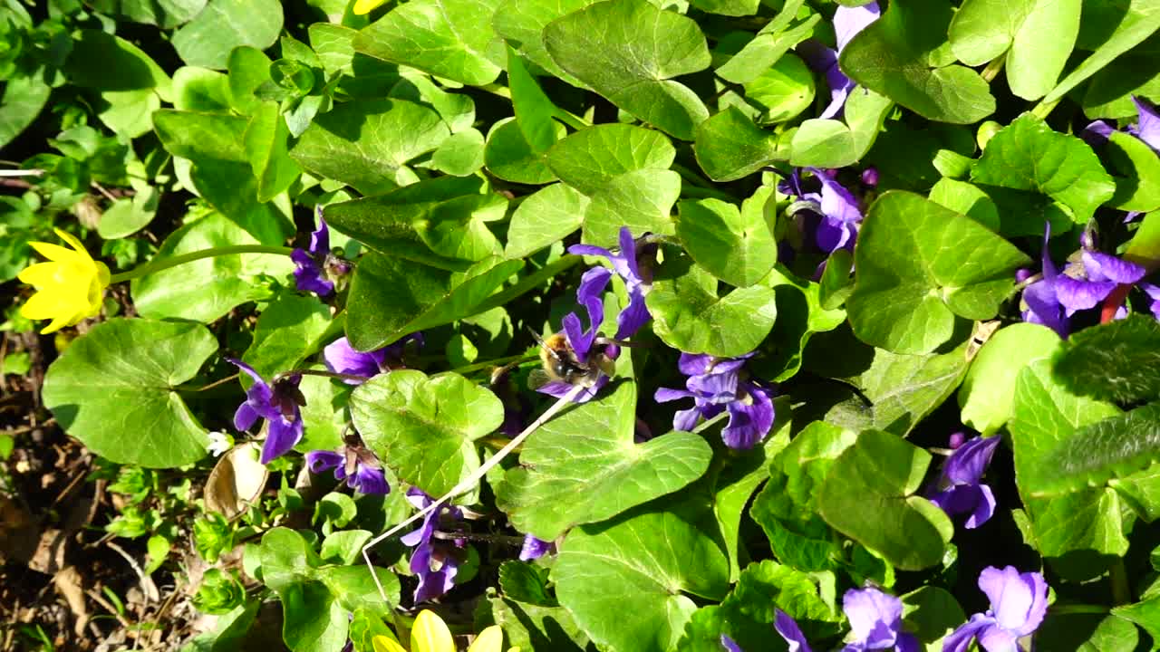 Api e fiori. Rallentatore.