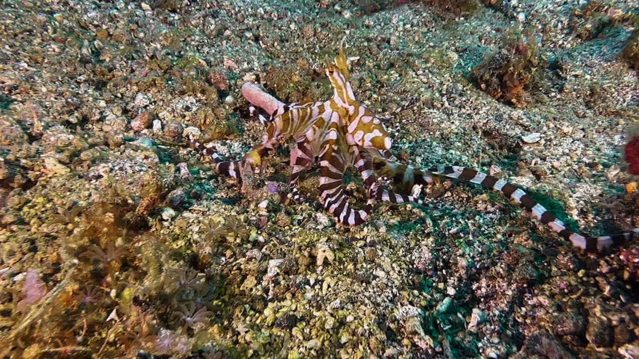 wonderpus hurgando en el fondo del mar con sus tentáculos en busca de presa