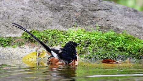 在熱的日子中在森林裡洗澡的白<unk>沙瑪 (copsychus malabaricus),在慢動作中