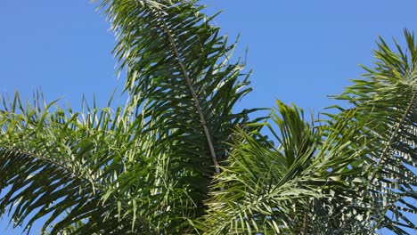 palm leaves moving against a clear blue sky