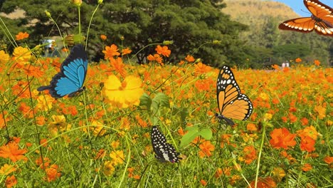 colorful butterflies flutter gracefully over a bright orange flower field, set against a clear blue sky and lush greenery