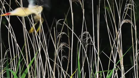 little bittern perched in reeds and flying off