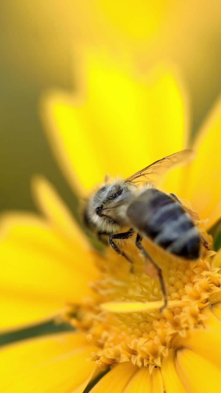 Coreopsis. Yellow bright flowers. Bee collecting nectar. Vertical video