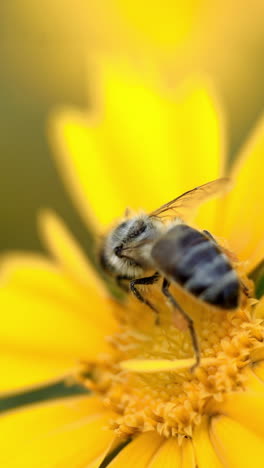 coreopsis. yellow bright flowers. bee collecting nectar. vertical video