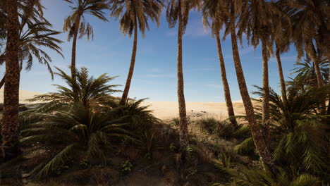 palm trees in al ain oasis