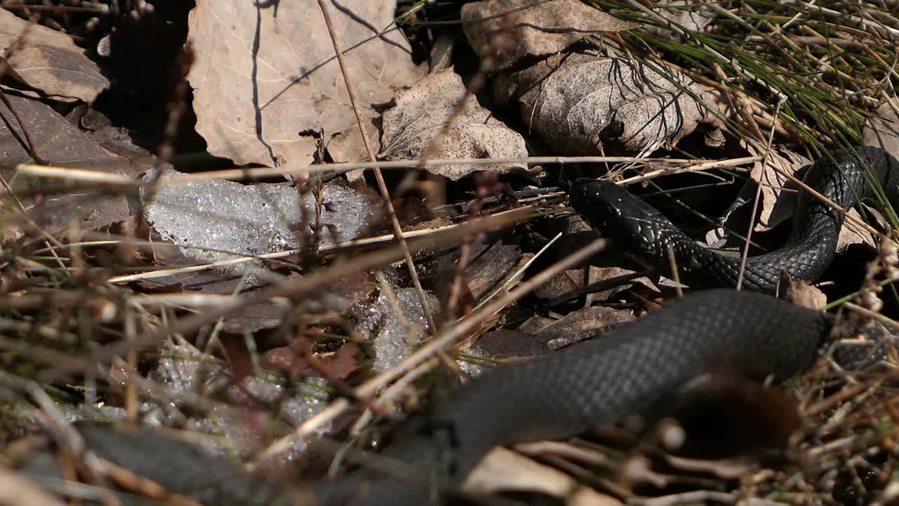 Viper snake basking in the sun in spring, waking up from hibernation, snow melting in spring, close up