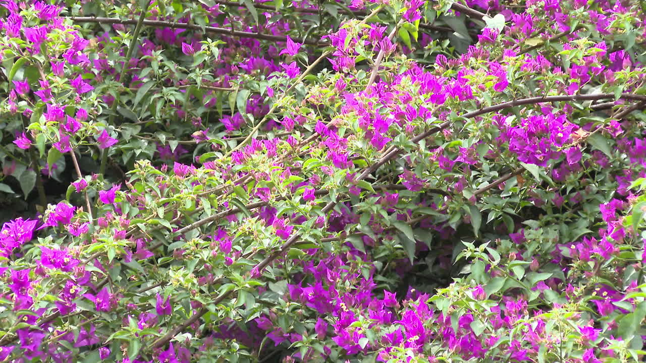 보라색 부겐빌리아 꽃