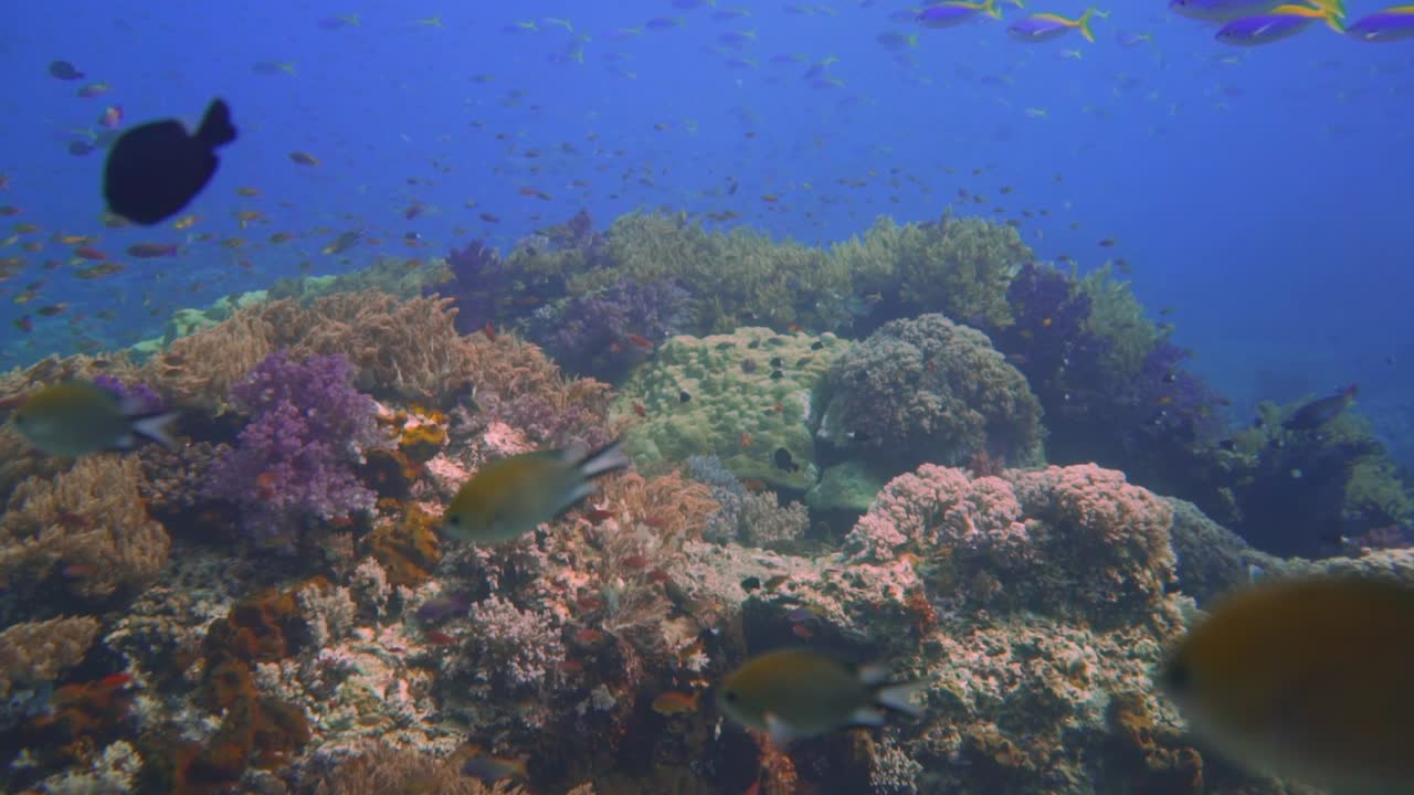 arrecife de coral respirando con una explosión de colores y peces