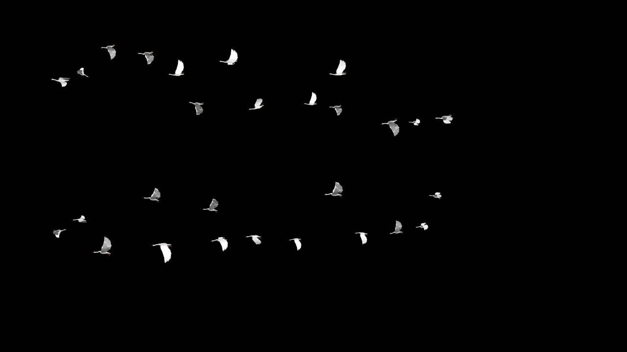 Birds geese flying in formation flock of birds are flying in the sky background migrating greater